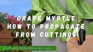 How to Propagate Crape Myrtles from Cuttings [upl. by Negriv]