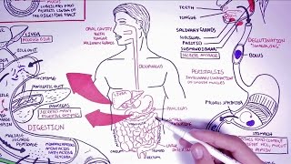 Hungry Microbiome The Digestive System [upl. by Matazzoni]