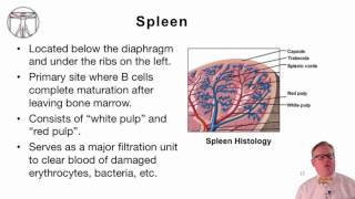 4 Introduction to Human Lymphoid Organs [upl. by Ahselef]