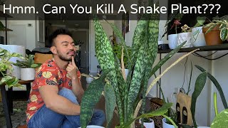 How to Care and Propagate Snake Plants  Sansevieria Whale Fin [upl. by Gnoy]