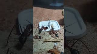 myrmecia nigriceps [upl. by Dercy]