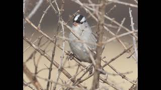 Whitecrowned Sparrow Identification Example [upl. by Wilser]