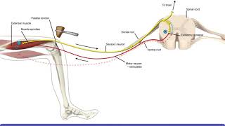 Core Series Part 4 Internal Abdominal Obliques Muscles 3D Animation [upl. by Enilraep]