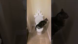 Cat using toilet and Flushes 22 [upl. by Ninaj35]