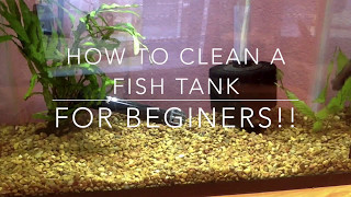 How to Clean a Fish Tank  For Beginners [upl. by Furlani584]