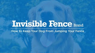 How to Keep Your Dog From Jumping Your Fence [upl. by Annavaig912]