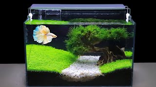 How To Grow Aquatic Plants in Aquarium Amazing Diy Aquascape For Betta Fish No Co2 Have Filter 119 [upl. by Minerva]