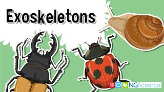 Exoskeletons – The Armor of the Arthropods [upl. by Culver]