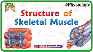 Structure of a skeletal muscle  Muscle Physiology Animations  USMLE videos [upl. by Fadas]