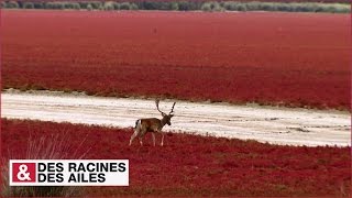 Parc National de Doñana  un havre sauvage en Andalousie [upl. by Salhcin]