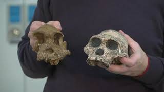 Exploring Sterkfontein Caves and Australopithecus africanus in the laboratory [upl. by Uehttam]