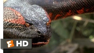 Anaconda 88 Movie CLIP  Swallowed Whole 1997 HD [upl. by Octave]