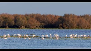 Doñana National Park Spain English version [upl. by Ecnerol]