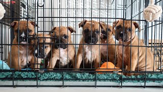 Staffy Pups  Day in the Life at 6 Weeks Old  Raising a Litter of Staffordshire Bull Terriers [upl. by Oira]