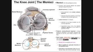 Anatomy of the Medial amp Lateral Menisci [upl. by Nylatsirhc365]