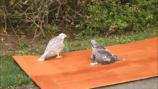 40 days old gyrfalcons playing [upl. by Fernand]