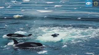 Wave Hunting Orcas Prey on Seal  Antarctica  Lindblad ExpeditionsNational Geographic [upl. by Notsob172]