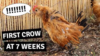 Baby Roosters First Crow  Mille Fleur DUccle Cockerel [upl. by Wakefield]