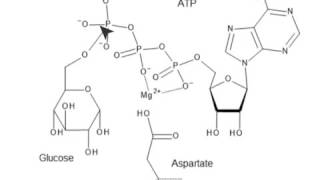 Glycolysis Enzymes and Their Functions [upl. by Dubenko214]