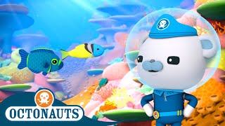 Octonauts  Damsel Fish amp The Jawfish  Cartoons for Kids  Underwater Sea Education [upl. by Einnel]