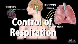 Control of Ventilation Animation [upl. by Kerat]