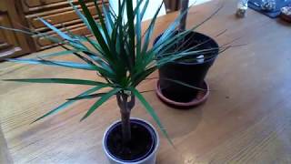 Dracaena marginata Basic care [upl. by Neffets]