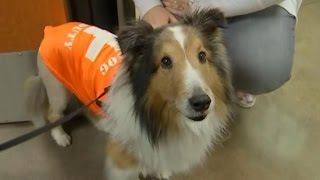 Dog saved from being euthanized [upl. by Alyn]