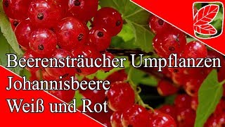 Kann ich Johannisbeeren umpflanzen [upl. by Mozza769]