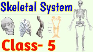 The Skeletal System  Human Skeleton  Class 5  Science [upl. by Aivekal]