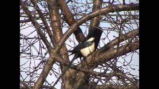 A Magpie Screeching Outdoors  Real Sound  HD 1080p [upl. by Libbi36]