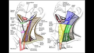 How to explore lymph nodes on ENT [upl. by Esylla]