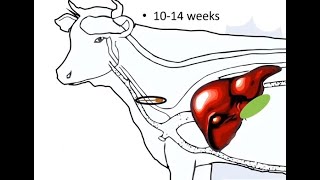 Liver Fluke Lifecycle Animated [upl. by Ogu461]