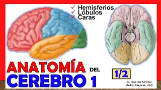 🥇 ANATOMÍA DEL CEREBRO 12 Telencéfalo ¡Explicación Sencilla [upl. by Nylecyoj]