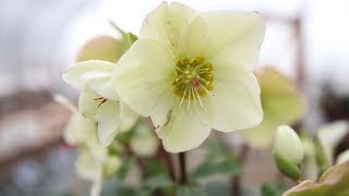 Hellebore Care Guide [upl. by Radu837]