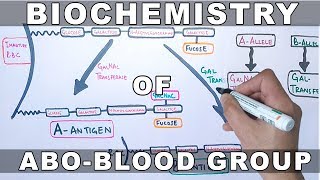 Biochemistry of ABO Antigens [upl. by Saref269]