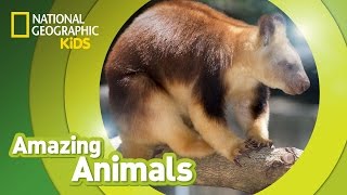 Tree Kangaroo  Amazing Animals [upl. by Hertzog781]