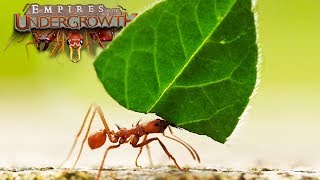 Ant Simulator  The Leaf Cutters  Empires Of The Undergrowth  Ep8 [upl. by Siletotsira]