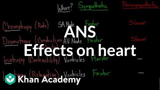 Autonomic nervous system effects on the heart  NCLEXRN  Khan Academy [upl. by Carey46]