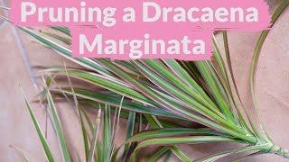 A Dracaena Marginata Needs Pruning How To Do It [upl. by Radack763]