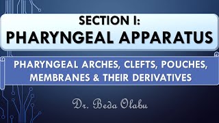 HEAD amp NECK DEVELOPMENT PART I  THE PHARYNGEAL APPARATUS amp THEIR DERIVATIVES [upl. by Sand]