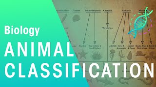 Animal Classification  Evolution  Biology  FuseSchool [upl. by Eenehs]