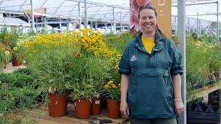 PETITTI Coreopsis  Grow Tickseed for Deer Resistance Cut Flowers amp Pollinators [upl. by Yee]