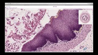 Histology Helper  Epithelium Histology [upl. by Elwina]