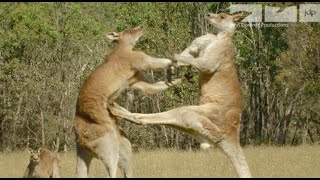 KANGAROO FIGHT [upl. by Sacha]