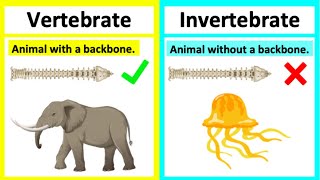 Vertebrate vs invertebrate🤔  Types of animals  Whats the difference [upl. by Aneej]