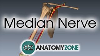 Median Nerve  3D Anatomy Tutorial [upl. by Latsyc]