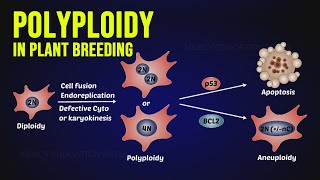 Polyploidy in Plant Breeding [upl. by Spooner546]