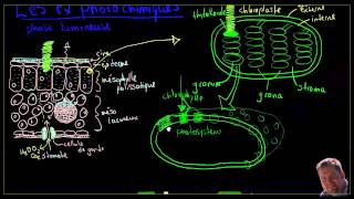 La photosynthèse 24  les réactions photochimiques acycliques [upl. by Catherin]