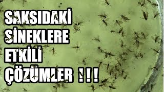 Saksıdaki Küçük Siyah Sinekler ile Mücadele Sirke Sineği [upl. by Rehpitsirhc732]