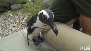 Toronto Zoo Penguin ColonyFeeding [upl. by Saduj]